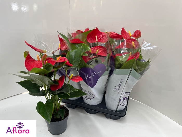 <h4>ANTHU AN BAMBINO RED</h4>