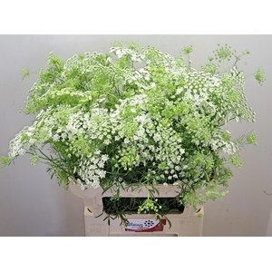 Ammi Majus Per Bos