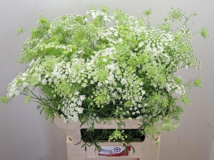 <h4>Ammi Majus Per Bos</h4>