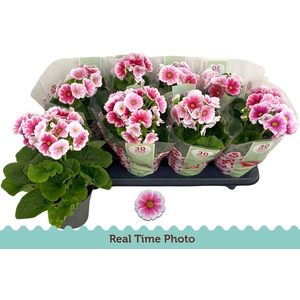 PRIM OB TM RED WHITE