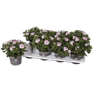 Pelargonium Pelargonium Grandifloru