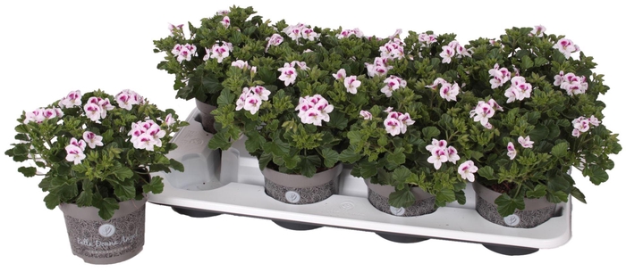 <h4>Pelargonium Pelargonium Grandifloru</h4>