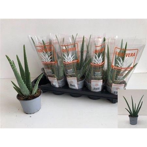 Aloe vera