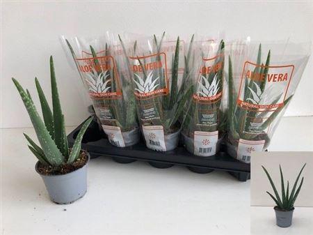 <h4>Aloe vera</h4>