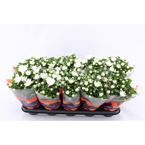 Chrysanthemum Brave