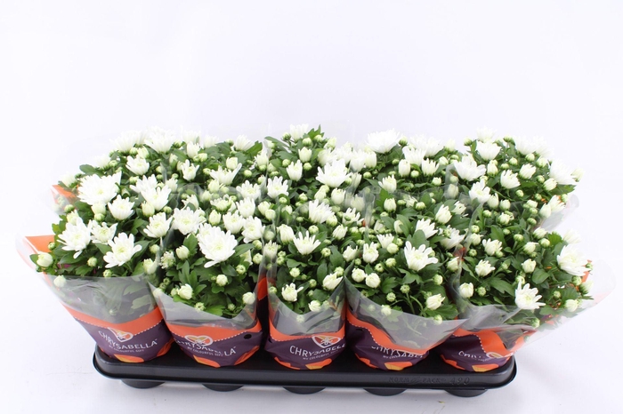 <h4>Chrysanthemum Brave</h4>