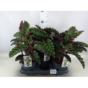 Calathea   ...