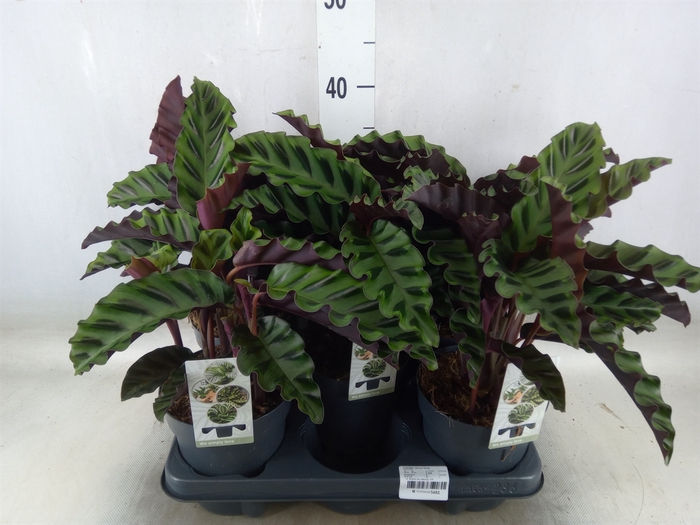 <h4>Calathea   ...</h4>