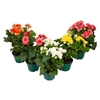BEGONIA P11