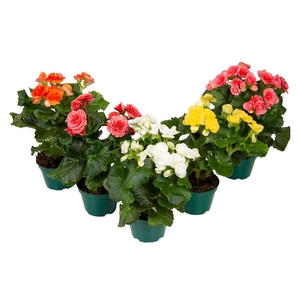 BEGONIA P11
