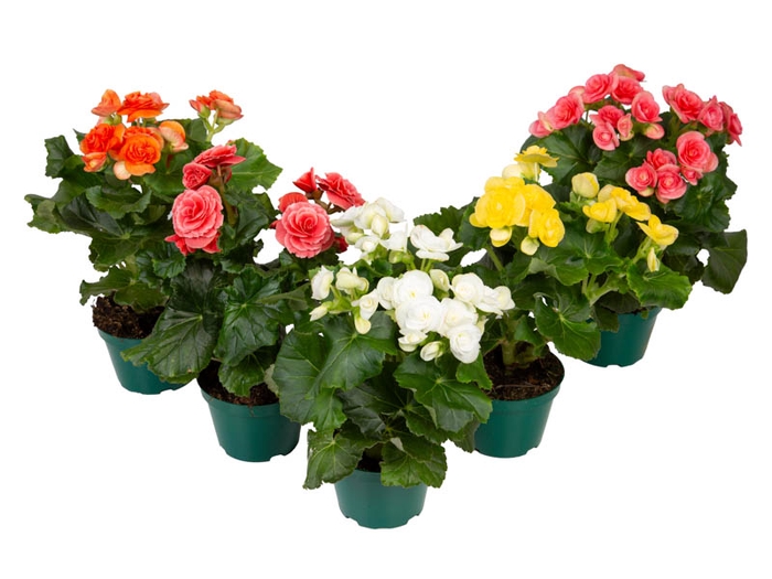 BEGONIA P11