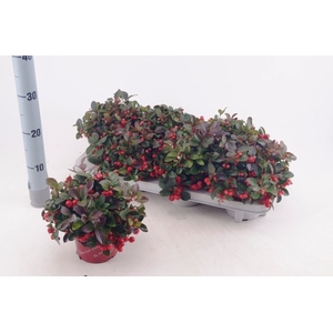 GAULTH PROCUMBENS