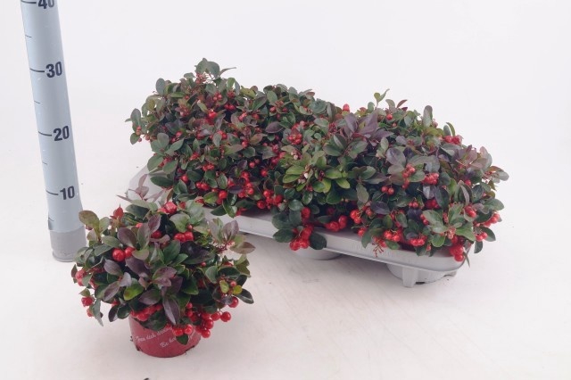 <h4>GAULTH PROCUMBENS</h4>