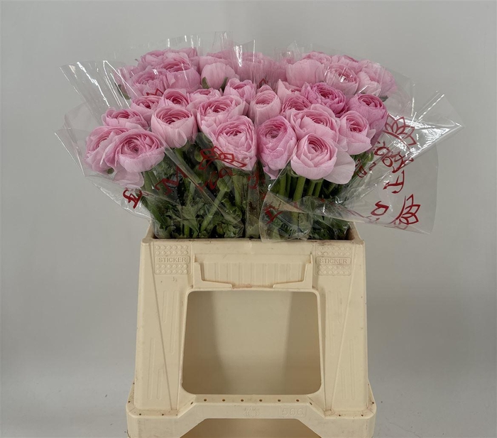 <h4>Ran Suc 1st Lady</h4>