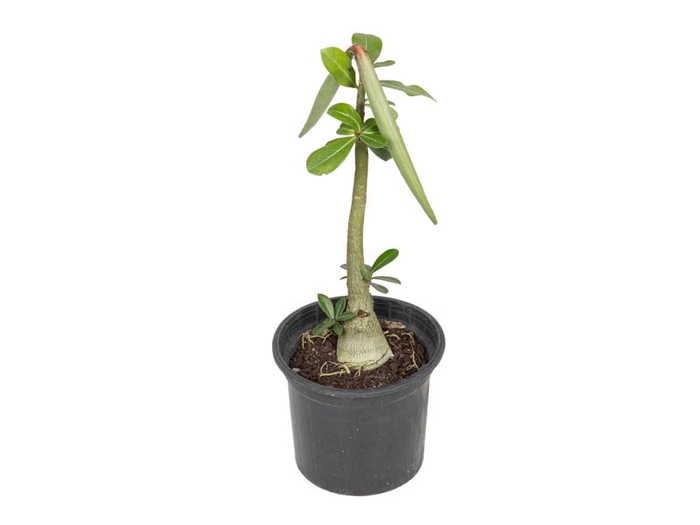 <h4>ROSA DO DESERTO P15 SEM FLOR</h4>