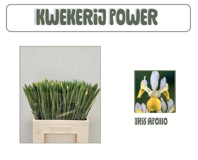 <h4>IRIS APOLLO</h4>