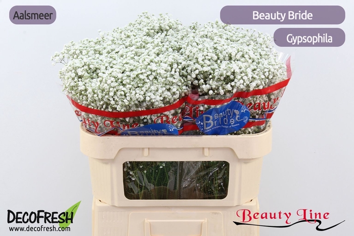 <h4>GYPS PA BEAUTY BRIDE</h4>