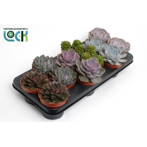 Echeveria Gemengd