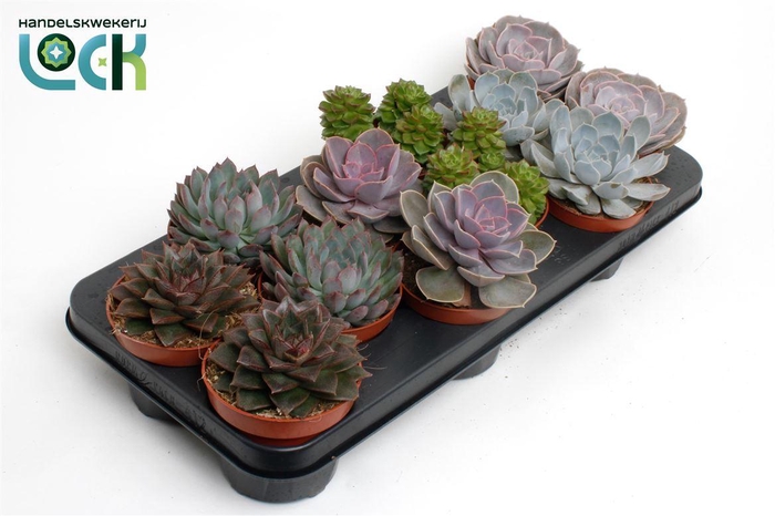 <h4>Echeveria Gemengd</h4>
