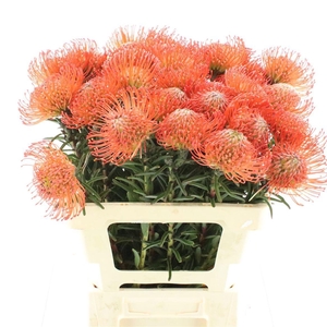 Leucospermum Succession
