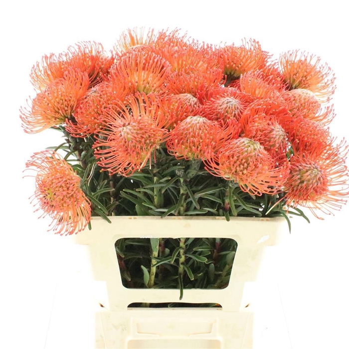 <h4>Leucospermum Succession</h4>