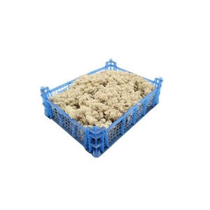 /MOS - IJSLANDS MOS ZACHT ( KIST )