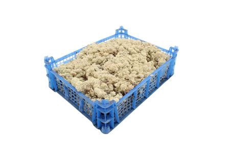 <h4>/MOS - IJSLANDS MOS ZACHT ( KIST )</h4>