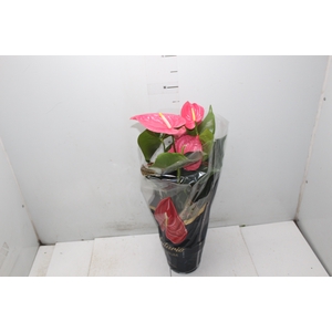 ANTHURIUM CALIFORNIA P17 ROSA PREMIUM