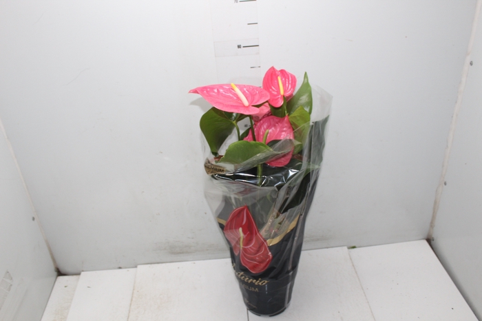 <h4>ANTHURIUM CALIFORNIA P17 ROSA PREMIUM</h4>