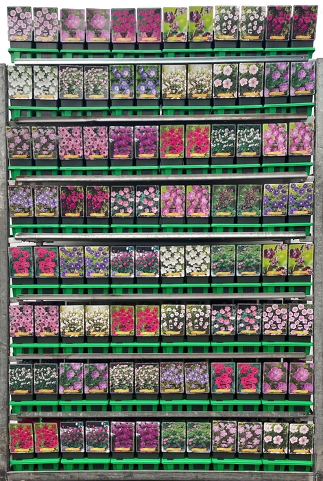 <h4>Geranium sanguineum</h4>