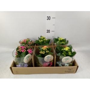 Arr.   Planten L%