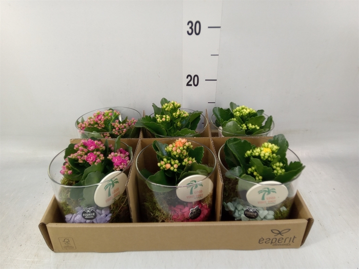 <h4>Arr.   Planten L%</h4>