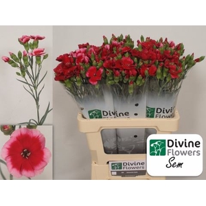 Dianthus TR 'Solomio Sem'