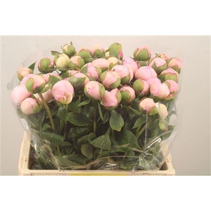 Paeonia L Angel Cheeks