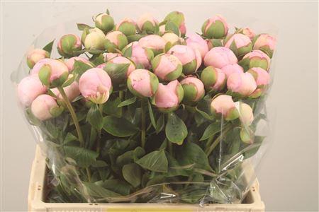 <h4>Paeonia L Angel Cheeks</h4>