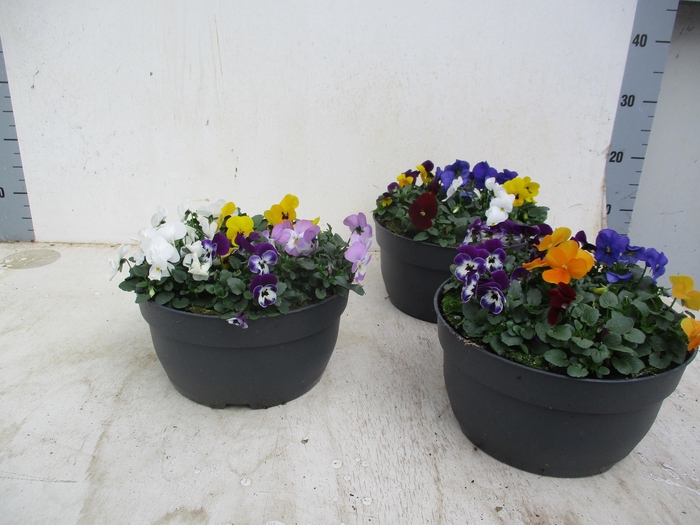 Vio Co Gem In Pot Div Kleuren