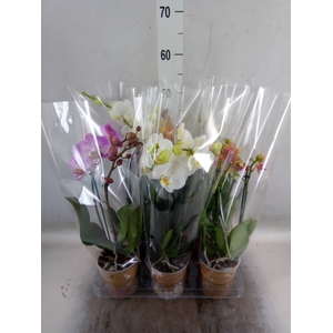 Phalaenopsis   ...mix