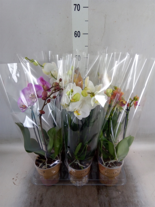 <h4>Phalaenopsis   ...mix</h4>