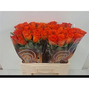 R Gr Orange Wave