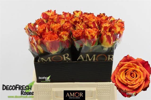 <h4>R GR SILANTOI</h4>