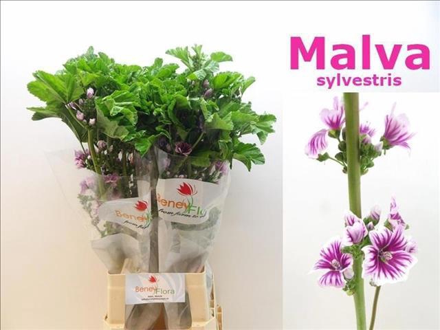 <h4>Malva Silvestris</h4>