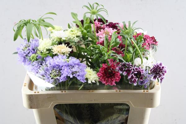 <h4>Scab Gemengd L 50</h4>