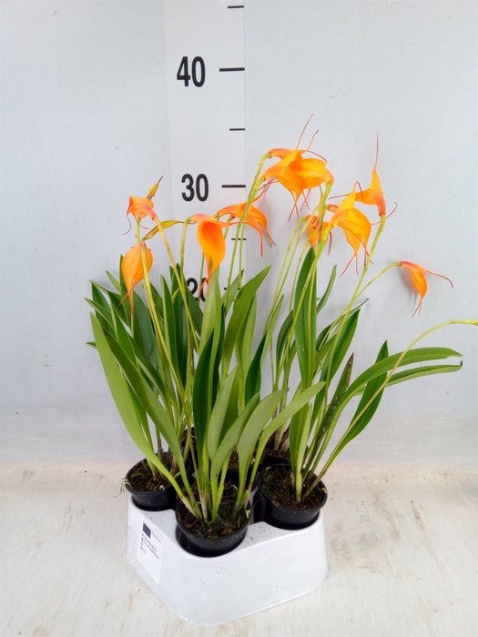 <h4>Orchideeen   ...</h4>