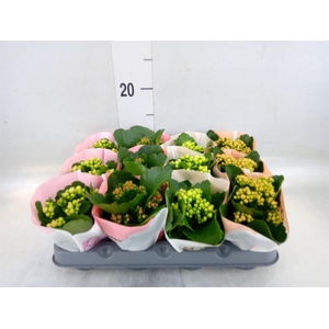 Kalanchoe blos.   ..rosebud mix  4