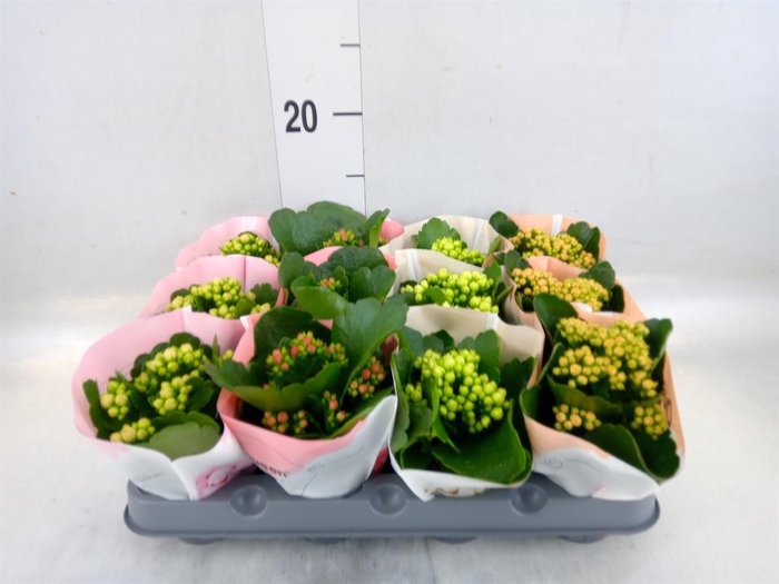 <h4>Kalanchoe blos.   ..rosebud mix  4</h4>