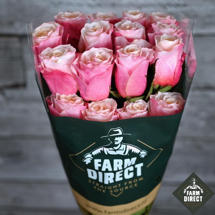 <h4>R GR PINK PALOMA</h4>