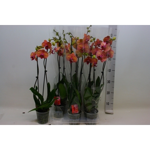 PHAL OV ORANJE