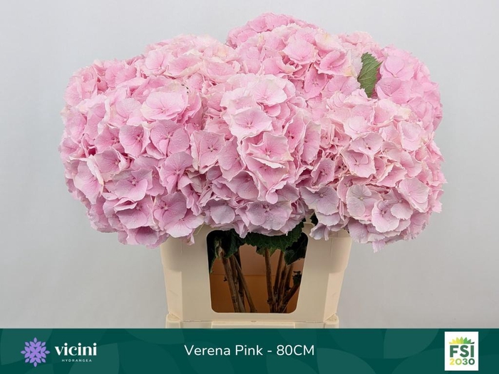 <h4>HYDR M CH VERENA</h4>