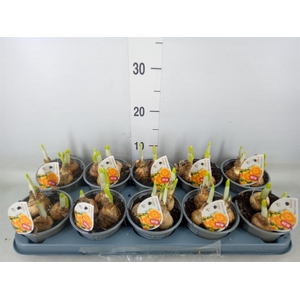 Narcissus LC 'Bright Corsage'