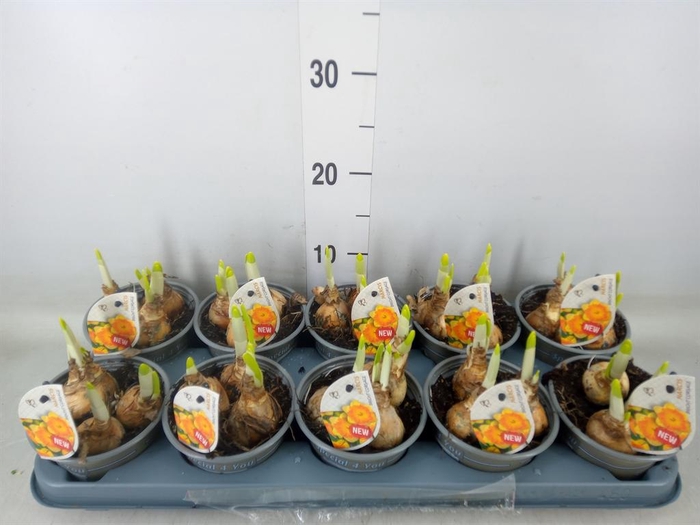 <h4>Narcissus LC 'Bright Corsage'</h4>